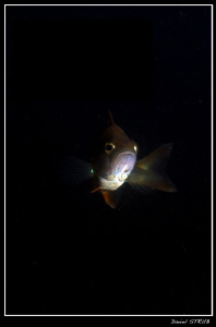 funny pearch - one strobe, on manual full power, f22 @ 1/... by Daniel Strub 